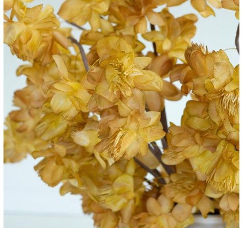 Fluffy Yellow Flowers