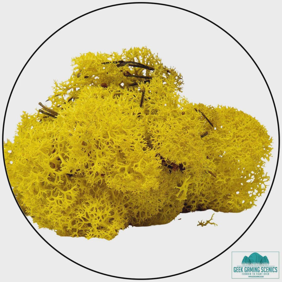 Lichen - Reindeer Moss (Icelandic Moss) Lemon Yellow