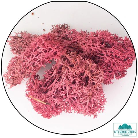 Lichen - Reindeer Moss (Icelandic Moss) Burgundy Red