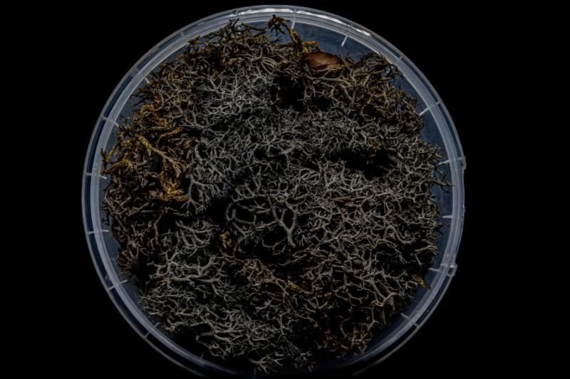 Burnt Hedge Basing Material