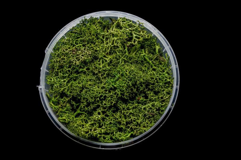 Green Hedge Basing Material