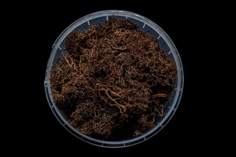 Deadwood Hedge Basing Material