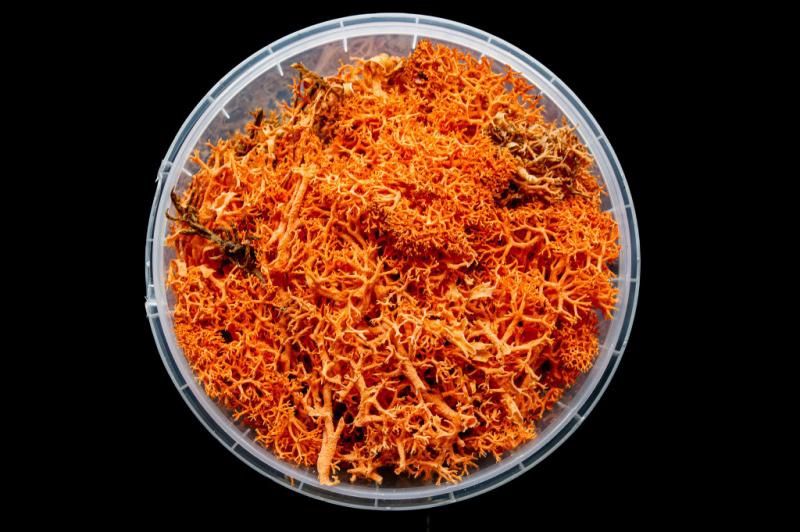 Blazing Hedge Basing Material