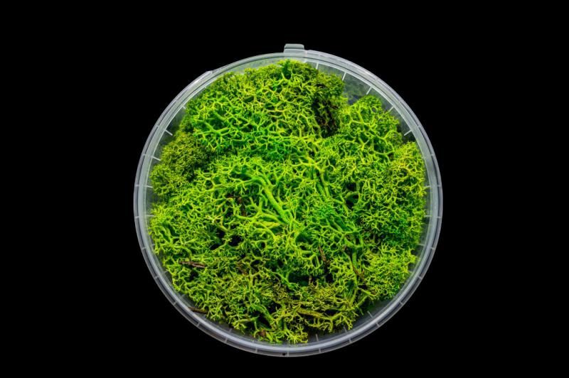 Lush Hedge Basing Material