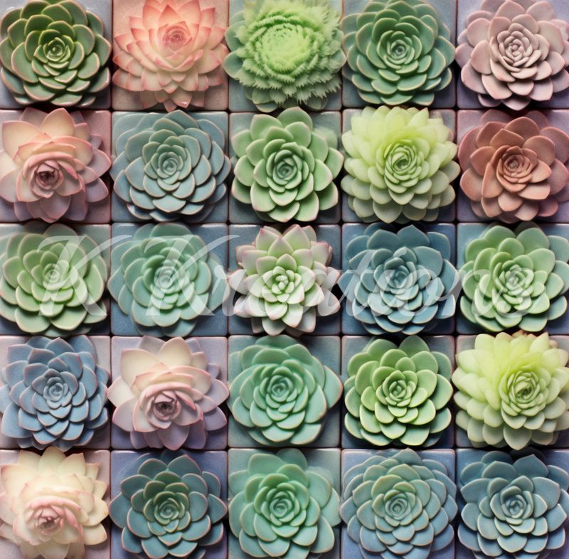 Succulent Stacked