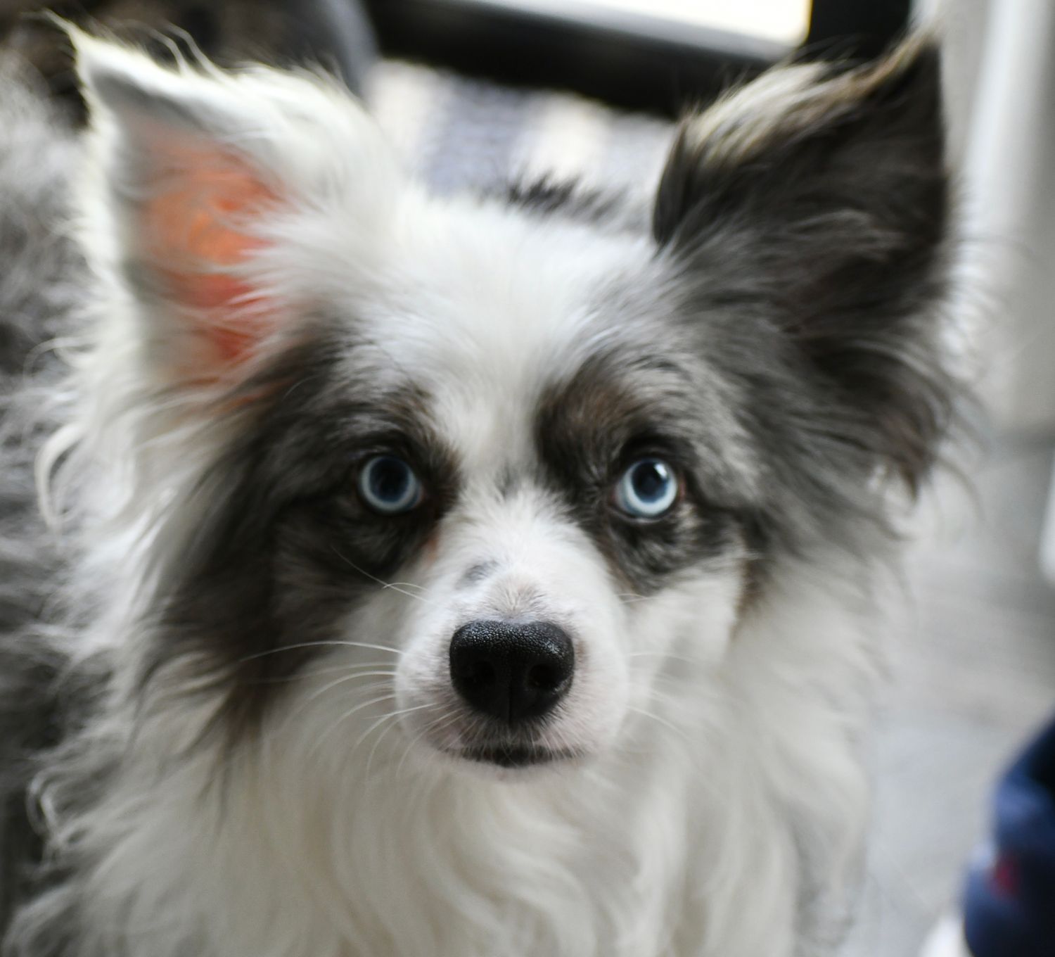 Finley's Favorite Freeze Dried Raw Dog Food - 3 lbs.  - Raw Turkey - FREE SHIPPING!!