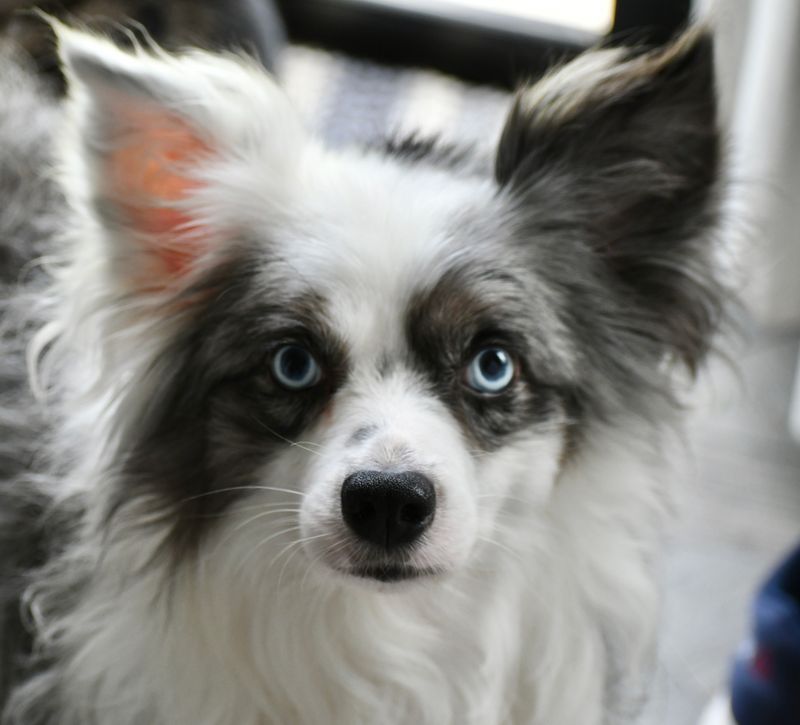 Finley&#39;s Favorite Freeze Dried Raw Dog Food - 3 lbs.  - Raw Lamb  - FREE SHIPPING!!