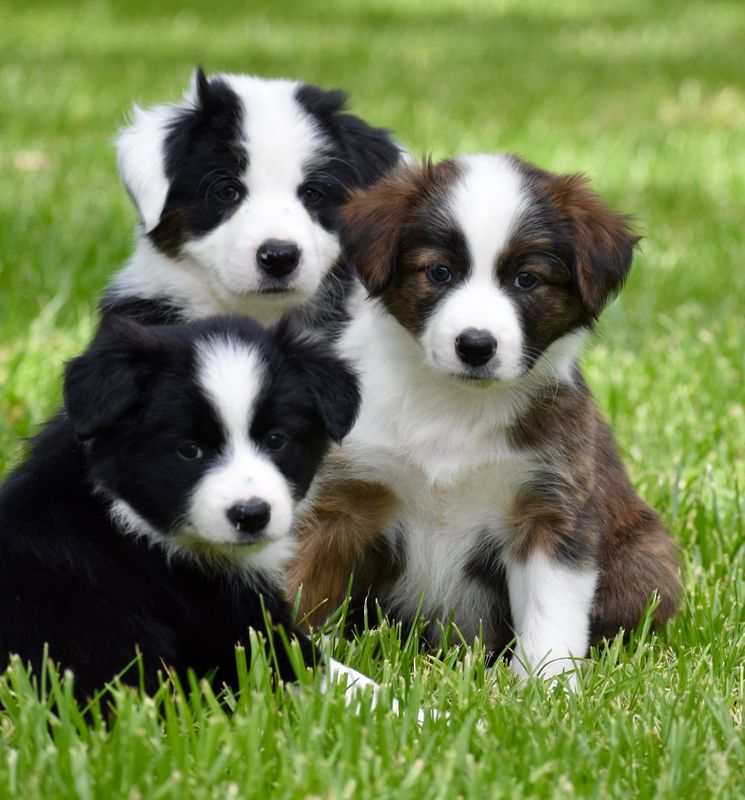 Cutting S Ranch Canine Wellness Probiotics (2, 4, 8 lbs) FREE SHIPPING!