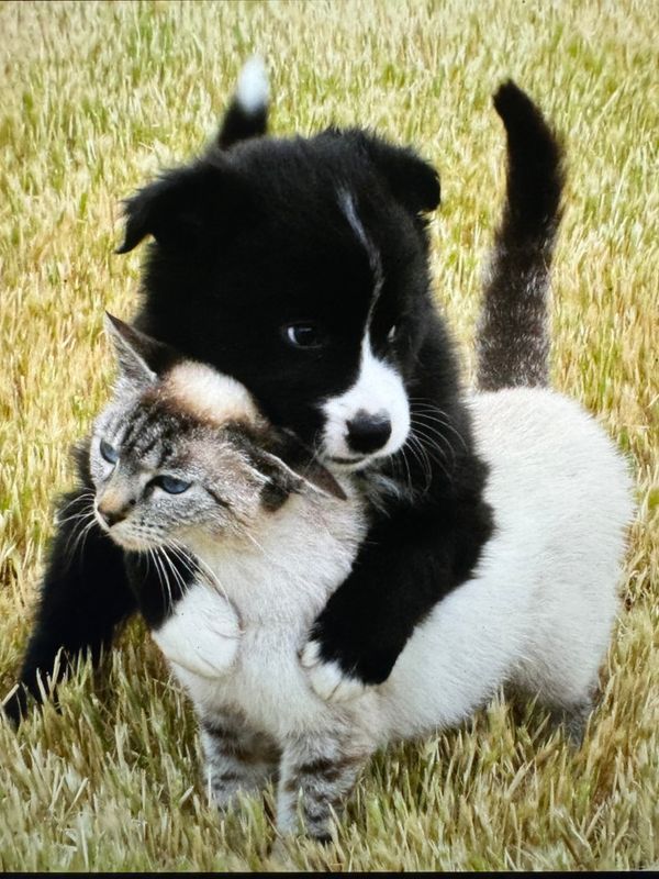 Allie’s Favorite/ Heritage Complete 40 lbs Case FREE SHIPPING!