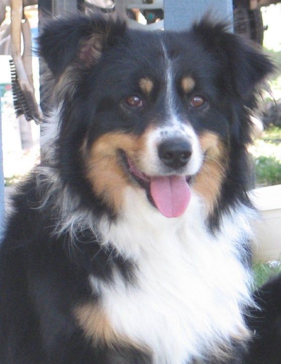 Dylan’s Blend/Classic Complete  40 lbs Case FREE SHIPPING!