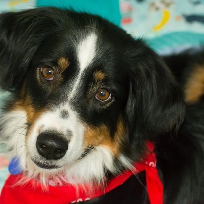 Gunner’s Combo/Prime Complete 40 lbs Case FREE SHIPPING! Gunner’s Combo/Prime Complete 40 lbs Case FREE SHIPPING!