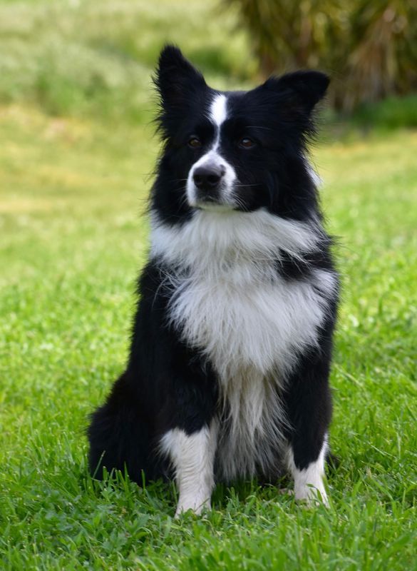 Ruger&#39;s Choice/Performance FREE SHIPPING!