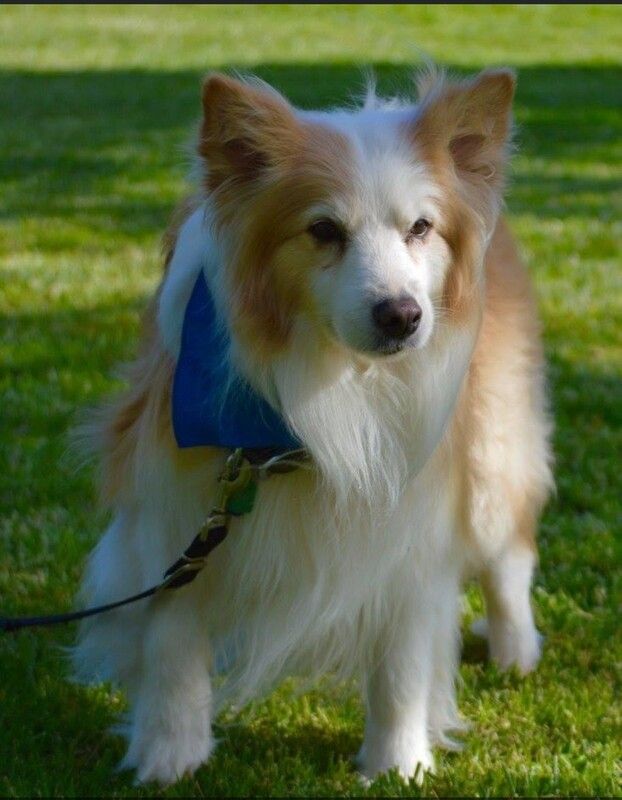 Cutting S Ranch Canine Wellness Probiotics (2, 4, 8 lbs) FREE SHIPPING!, Options: 2 pounds