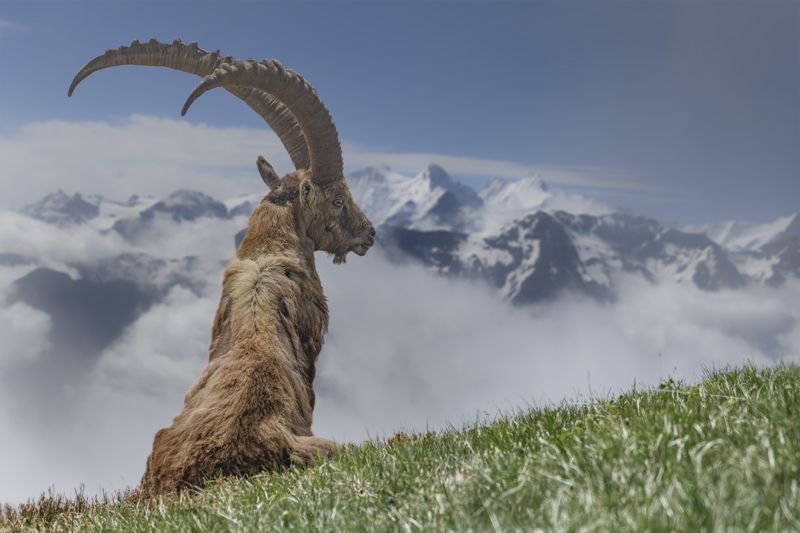 Alpine Ibex