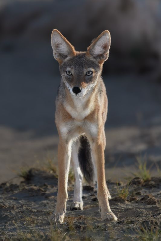 Black-Backed Jackel