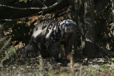 Honey-Badger