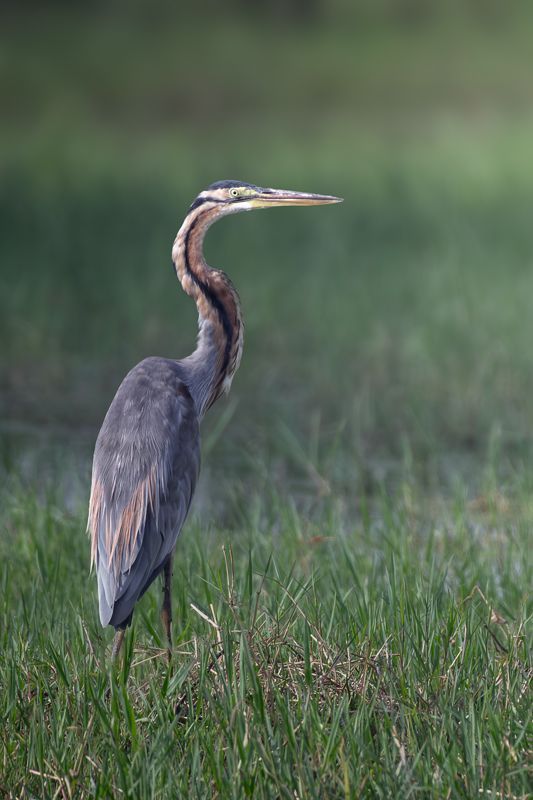 Purple Heron
