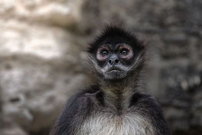 Central American Spider Monkey - Silent Witness This powerful portrait features a Central American Spider Monkey (Ateles geoffroyi) captured in a moment of quiet intensity. With its thoughtful, almost human-like expression, the monkey becomes more than just a subject—it becomes a presence. Set against a softly blurred background, the details in its fur and eyes stand out, drawing the viewer in. Photographed in the wild heart of Central America, this image invites you to pause and connect with the spirit of the rainforest.