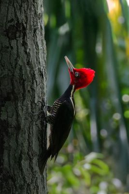 Pale-billed Woodpecker - The Drummer of Tikal Pale-billed Woodpecker - The Drummer of Tikal