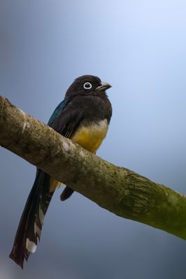 Black-headed Trogon - Eye of the Forest This intimate portrait shows a Black-headed Trogon (Trogon melanocephalus) resting quietly on a mossy branch deep in the rainforest of Belize. Known for its vivid yellow belly, iridescent blue-green wings, and distinctive white eye-ring, this trogon combines subtle beauty with tropical elegance. These birds often remain motionless for long moments, making them a rare but unforgettable sight. This image captures both the stillness and brilliance of one of Central America’s hidden gems.