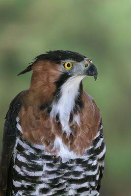 Ornate Hawk-Eagle - Eyes of the Hunter This striking portrait features an Ornate Hawk-Eagle (Spizaetus ornatus), one of Central America’s most magnificent birds of prey. Photographed in Belize, the eagle’s bold yellow eyes, pronounced crest, and finely patterned plumage are displayed in sharp detail. Known for their agility and strength, these raptors are elusive jungle dwellers rarely seen up close. This image offers a rare and regal glimpse into the wild majesty of tropical skies.
