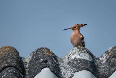 Eurasian Hoopoe - The Watcher of Kaiserstuhl Eurasian Hoopoe - The Watcher of Kaiserstuhl
