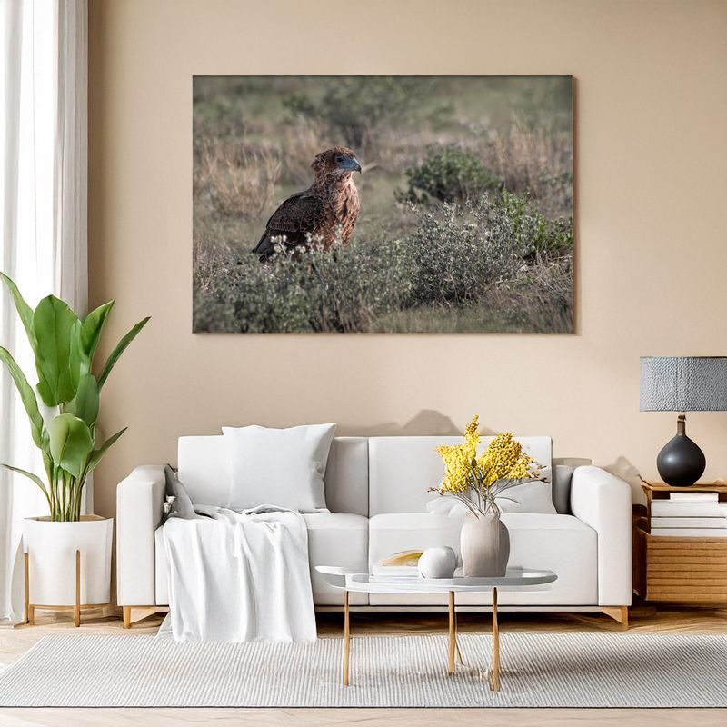 Bateleur – The Dancer of the Skies