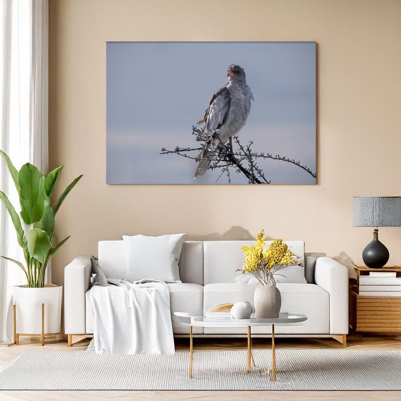 Pale Chanting-Goshawk – The Silent Sentinel
