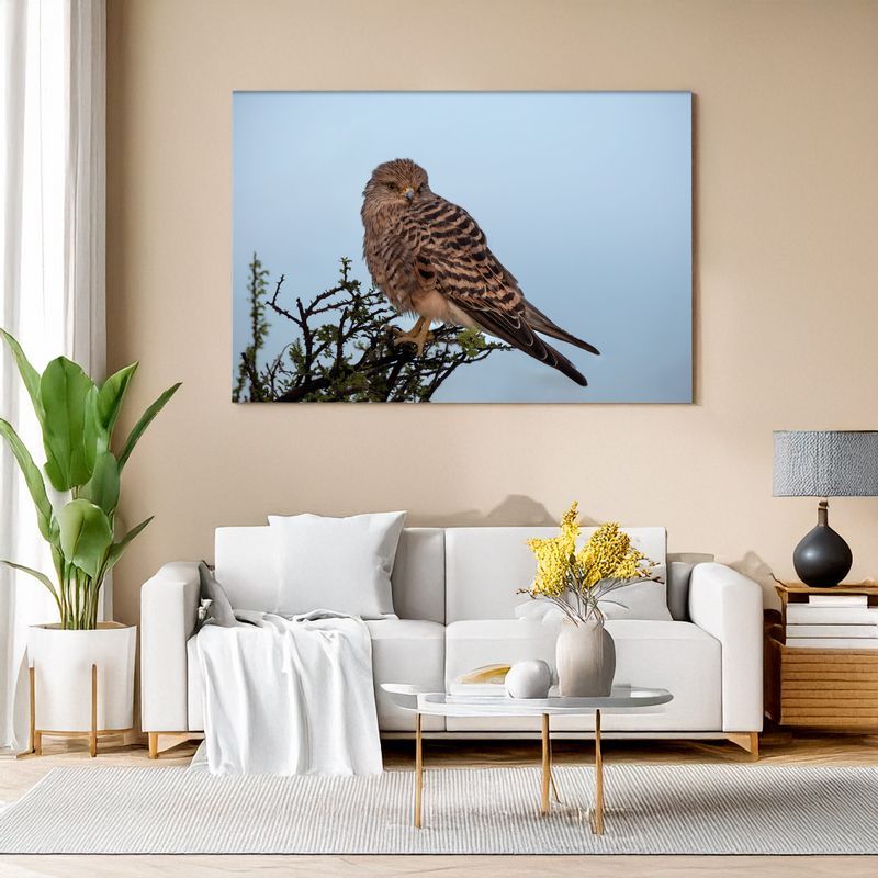 Greater Kestrel – The Wind Hunter