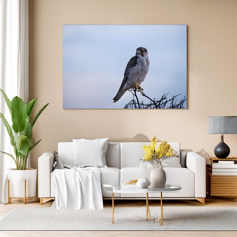 Lanner Falcon – The Sky Dancer