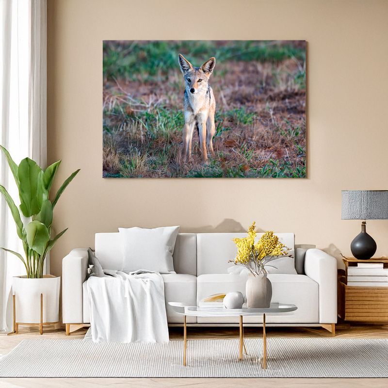 Black-backed jackal - Savanna Sentinel