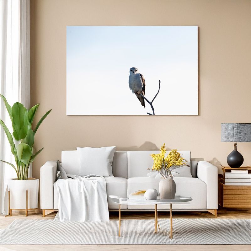 Black-winged kite - Silent watcher