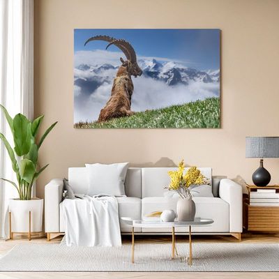 Canvas print of an alpine ibex on a grassy slope with snowy peaks, adding wild mountain charm to your living room