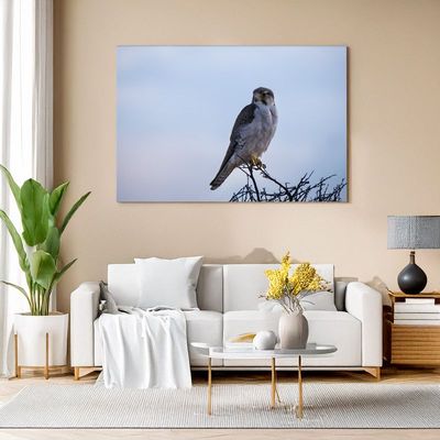 Canvas print of a Lanner falcon perched on a thorny branch, bringing majestic wild beauty to your home decor