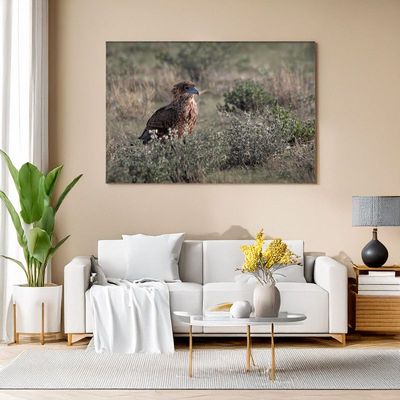 Canvas print of a bateleur eagle standing in open bush, adding dramatic African wilderness to your living room