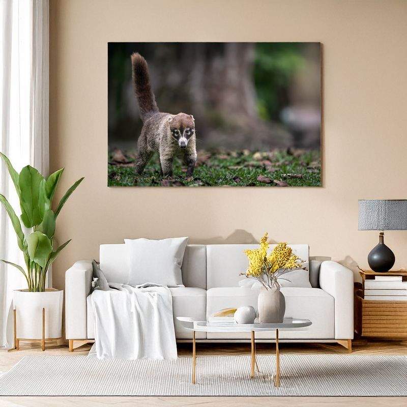 White-nosed Coati – The Curious Forager Canvas print of a white-nosed coati walking on forest floor, bringing wild tropical charm to your living room