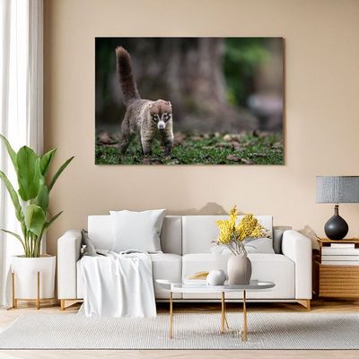 White-nosed Coati – The Curious Forager Canvas print of a white-nosed coati walking on forest floor, bringing wild tropical charm to your living room