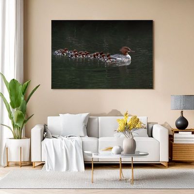 Canvas print of a female merganser with chicks on her back gliding across dark water for cozy room decor