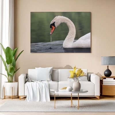 Canvas print of a mute swan dipping its beak with water drops falling, adding elegance to your living space
