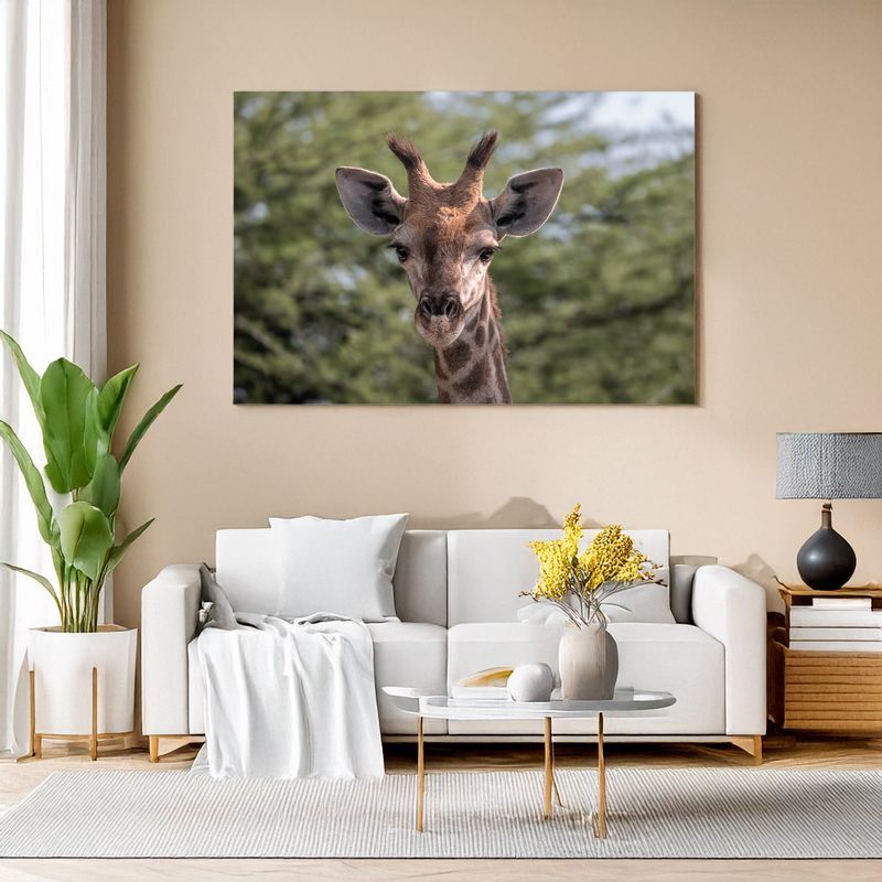 Modern living room with white sofa, canvas of an Angolan giraffe looking directly at the viewer.