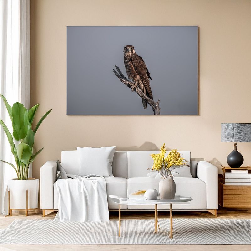Modern living room with white sofa, canvas of a Lanner Falcon perched on a branch against soft grey sky.