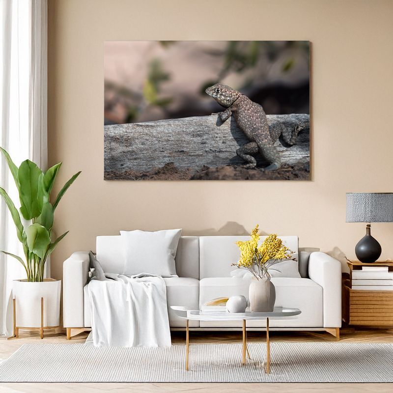 Amazon Lava Lizard - Desert Sentinel Wall art of a lizard on a rock displayed above a modern white sofa.