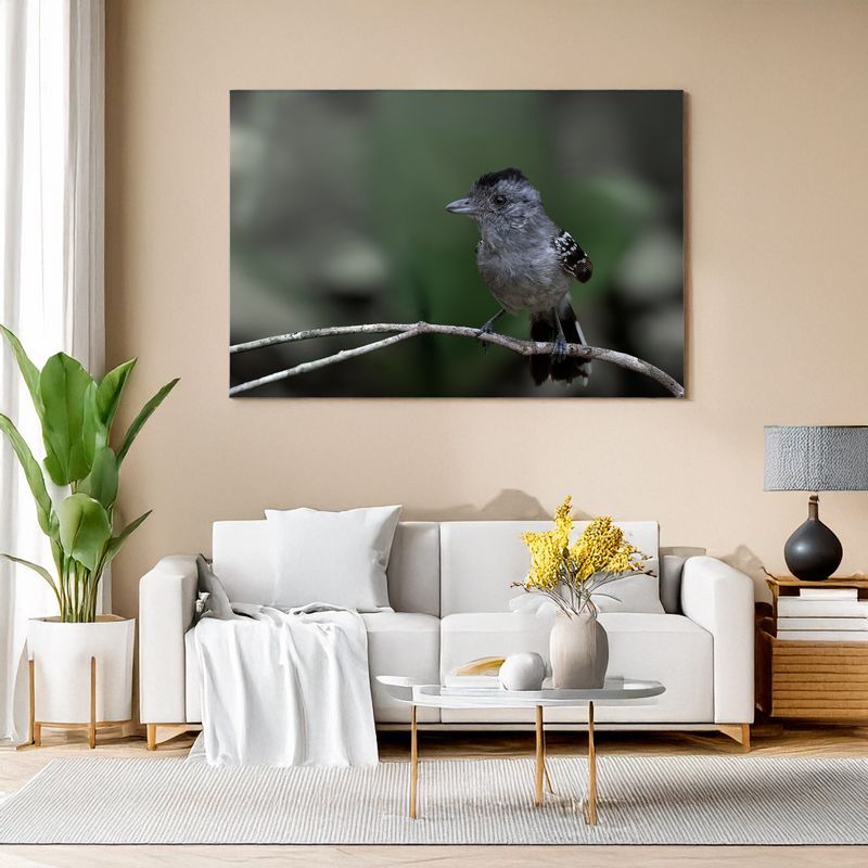 Planalto Slaty-Antshrike - Forest Whisperer Wall art of a gray bird on a branch displayed above a modern living room sofa.