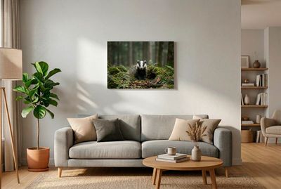 Ein Europäischer Dachs steht im Zentrum der Aufnahme und blickt direkt in die Kamera. Das Tier ist durch seine charakteristis