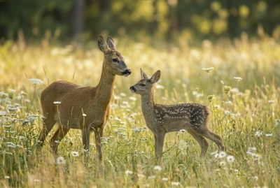 Ein Reh und sein Kitz stehen aufrecht in einer sonnenbeschienenen Wiese voller weißer Wildblumen.