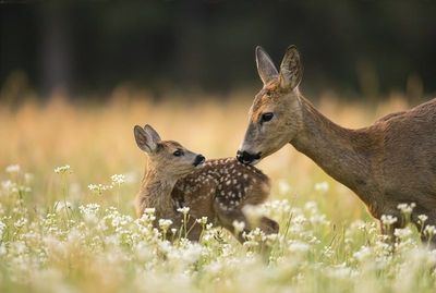 Roa Deer - Tender Motherly Love Reh und Kitz im Feld. Die Mutter schleckt dem gepunkteten Jungen sanft über den Rücken.
