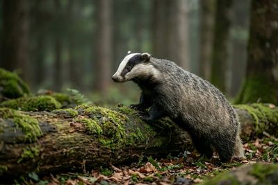 European Badger - On A Nocturnal Hunt Europäischer Dachs im Profil, wie er über einen morschen, moosbedeckten Baumstamm im dichten Unterholz klettert.