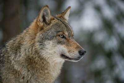 Wolf - Watchful Gaze In Winter Nahaufnahme eines Wolfskopfes im Profil vor verschneitem Hintergrund. Der Blick ist konzentriert und aufmerksam.