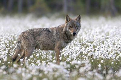 Wolf - Majestic Presence Ein Wolf steht aufmerksam in einem dichten Feld aus weißem Baumwollgras und blickt direkt nach vorne.