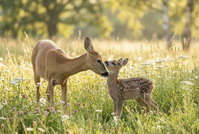 Reh-Mutter und gepunktetes Kitz stehen in einer Blumenwiese. Die Mutter berührt die Wange des Jungen.